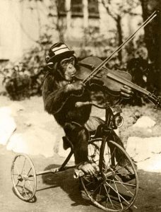 Carin_Violin_Chimp