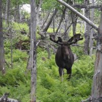 Guest Blogger: Terry Lynn Johnson Terry Lynn Johnson moose