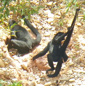 Gogi the capuchin monkey