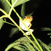 Guest Blogger: Eliot Schrefer Rumi the tree frog