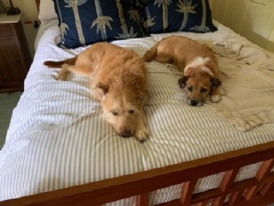 Rosemary Wells' dogs resting in her studio