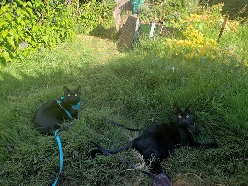 Alex Gino's cats Thunder and Lightning in the their garden.