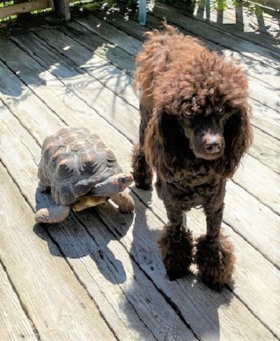 A turtle and miniature poodle who are part of the menagerie of animals at author Joseph Bruchac's home.