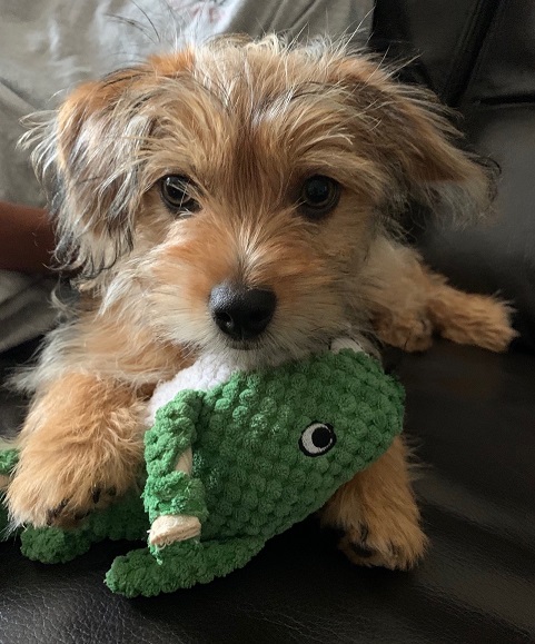 Coby, author Tanya Lloyd Kyi's dog.