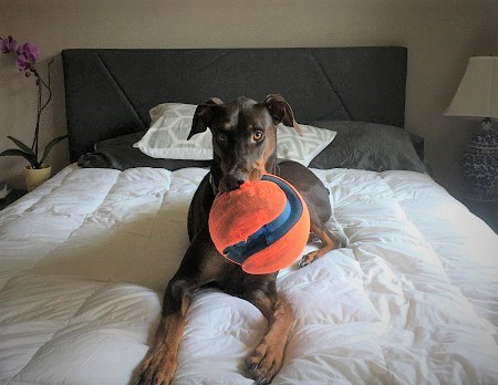 Author Cynthia Kadohata's pet doberman with his favorite ball.