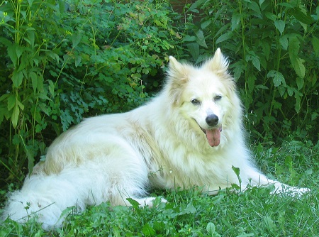 Author Steven Heighton's dog, Isla.