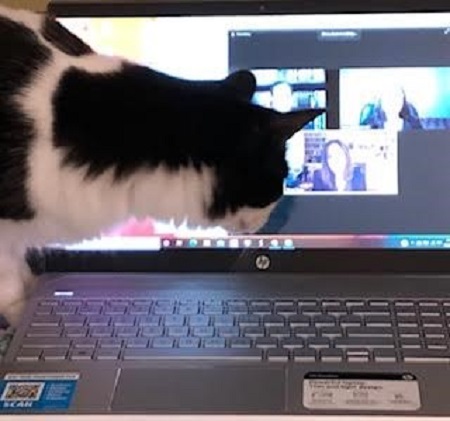 Author Betsy Uhrig's cat Max attending a Zoom meeting.