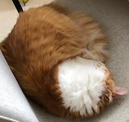 Author Betsy Uhrig's cat Ruby sleeping on a chair.