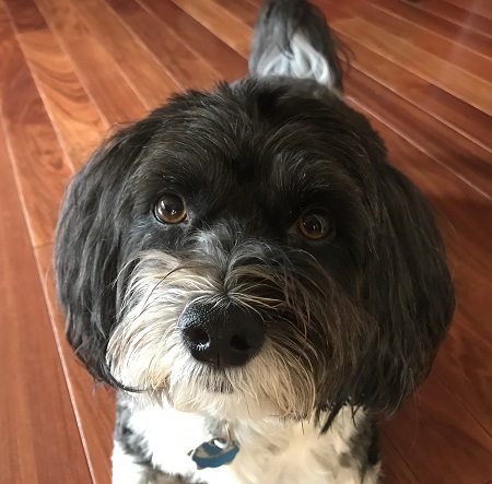 Author Rajani LaRocca's dog.