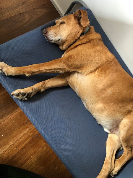 Author Amie Kaufman's dog, sleeping.