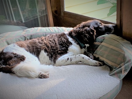 Joyce Sidman's dog, sleeping.