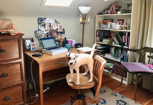 Author Caroline Adderson's study with her dog standing on her desk chair.