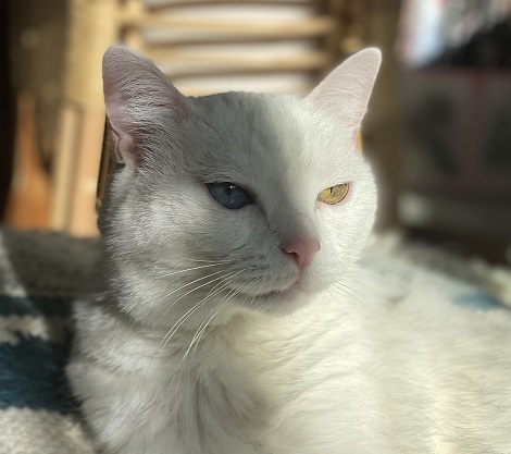 Belle, a white cat, is Alexis Castellanos' pet.