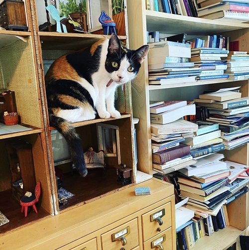 Laurel Snyder's cat, peeking out from inside the dollhouse she keeps in her study.