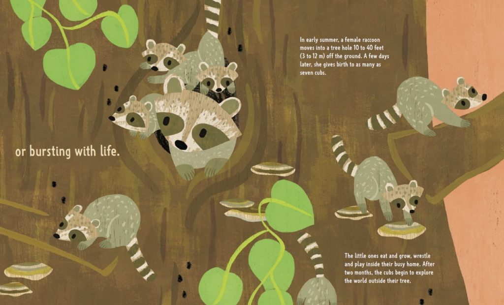 A page spread from Tree Hole Homes features a raccoon family. A female racoon and three baby racoons peek out of a hole, while three other baby racoons crawl on the tree.