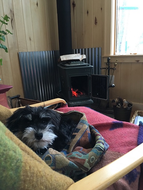 Margi Preus's little wooden writing studio, with a wood fire burning and her black-and-white dog looking at the camera.