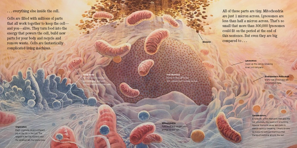 An interior image from The Universe in You showing microscopic images of a cell and its many tiny parts.