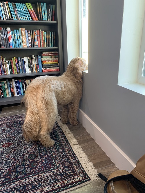 Buford, Bill Konigsberg's dog, looking out a window.