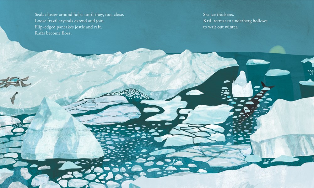 An interior image from Iceberg, written by Claire Saxby and illustrated by Jess Racklyeft, showing ice floes surrounded by marine life, including seals on the ice and a whale swimming below the ice.