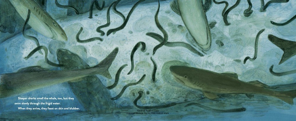 An interior spread from Whale Fall in gray and blue deep-ocean shades showing sharks and snake-like hagfish feeding on a whale carcass. 