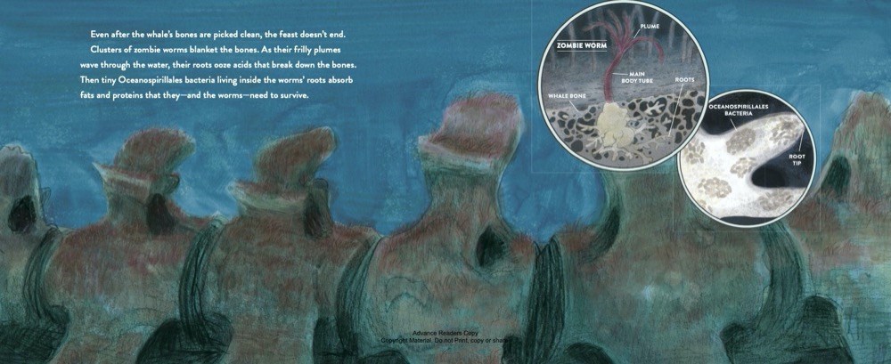 An interior image from Whale Fall showing inset images of the microscopic organisms that feed and nourish themselves from a whale skeleton on the ocean floor.