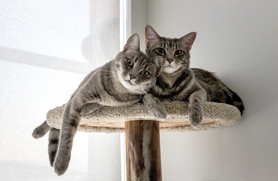 A photograph of Andy Chou Musser's striped cats, which are lying on a carpeted perch and looking at the camera.