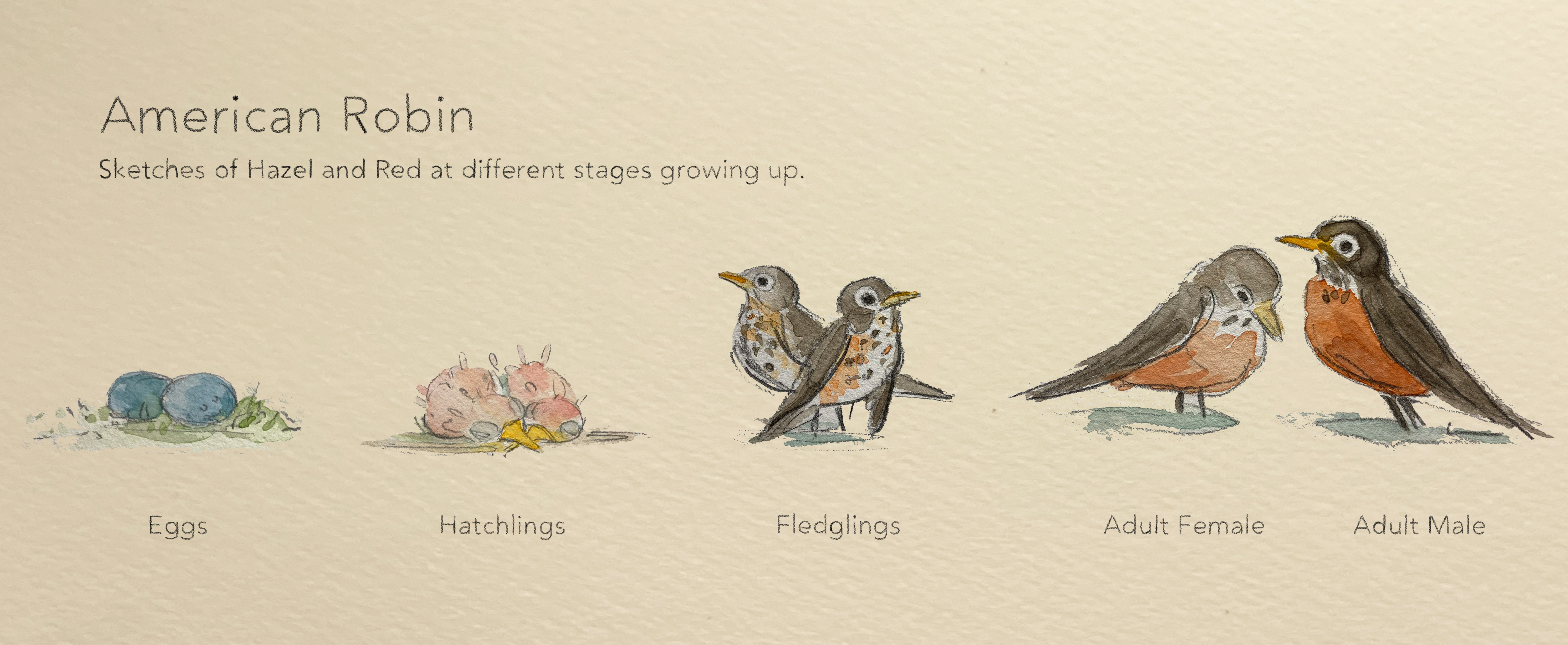 Sketches of American Robin as Eggs, Hatchlings, Fledglings, Adult Female, and Adult Male.