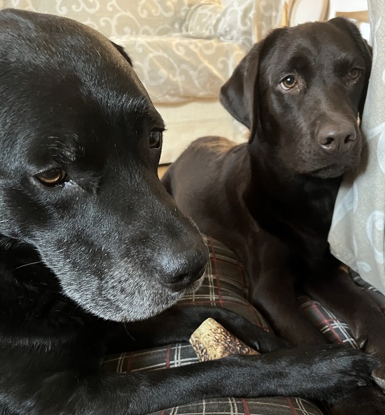 Marta Palazzesi's two dogs, a black lab and a chocolate lab.