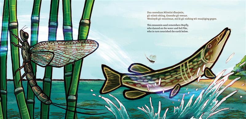 An interior spread from Mnoomin maan'gowing / The Gift of Mnoomin, showing close-ups of a dragonfly and a pike in a wetlands scene.