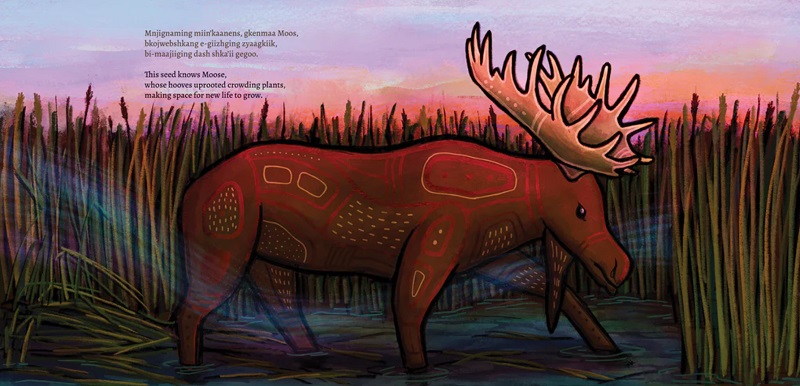 An interior spread from Mnoomin maan'gowing / The Gift of Mnoomin, showing a moose walking through a wetlands area against a rosy sunset.