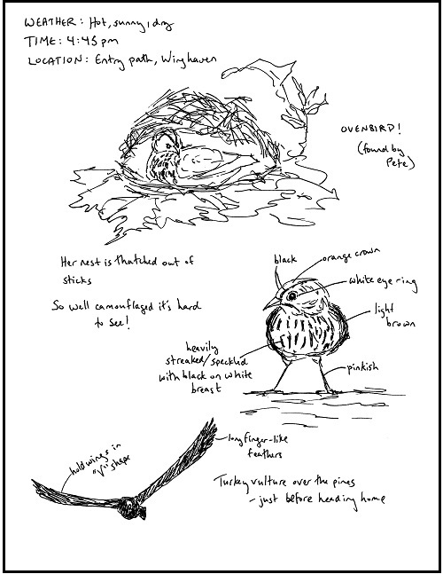 An interior page from The Monarchs of Winghaven showing nature-journal drawings created by the protagonist, Sammie.
