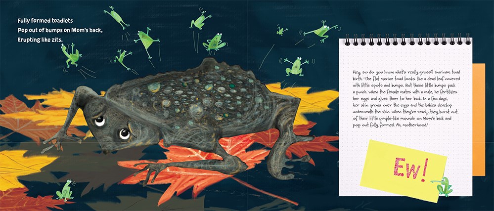 An interior spread from Haiku, Ew! featuring a toad covered in bumps walking across a leaf-strewn ground. On the left is a haiku poem about the toad and on the right are more "gross facts" about how the toad growns its young under the skin on its back.