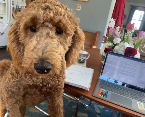 Eleanor Spicer Rice's dog Betty, a brown, curly-coated dog who is looking at the camera with a computer and flowers on a table in the background.