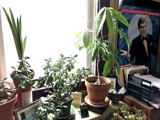 the many plants in a window of Sally Denmead's office next to a picture of the composer Marvin Hamlisch.