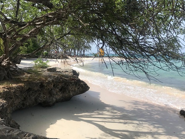 A view of a beach cove shaded by overhanging, scrubby trees.