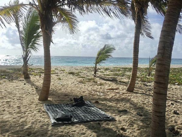 Palm trees blowing in the wind on a sandy beach, with light-blue ocean in the background.