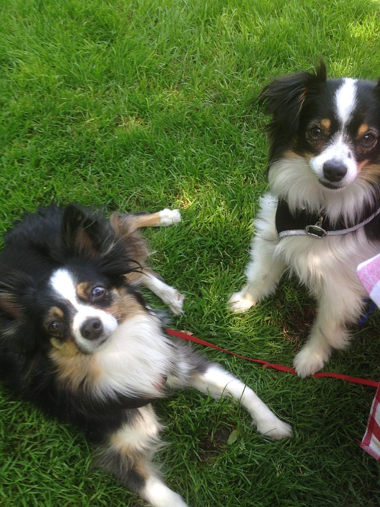 Jewell Parker Rhodes' previous dogs.