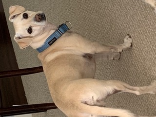 Margaret Finnegan's dog, Walt, looking at the camera.
