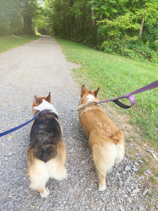 Karina Yan Glaser's two dogs out on a walk.